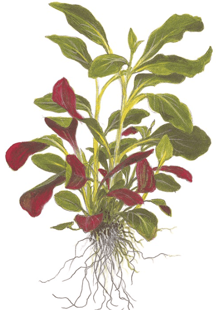 Lobelia Cardinalis