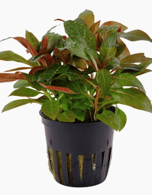 Ludwigia Glandulosa