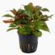 Ludwigia Glandulosa