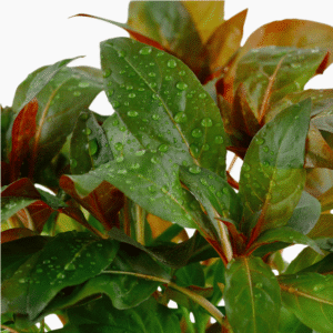 Ludwigia Glandulosa