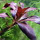 Ludwigia Glandulosa