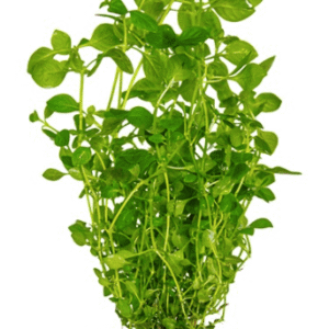 Ludwigia Palustris 'Green'