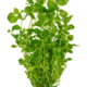 Ludwigia Palustris 'Green'