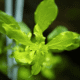Ludwigia Palustris 'Green'