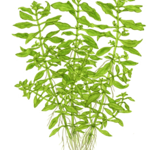 Ludwigia Palustris 'Green'