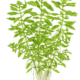 Ludwigia Palustris 'Green'