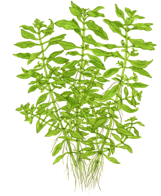 Ludwigia Palustris 'Green'