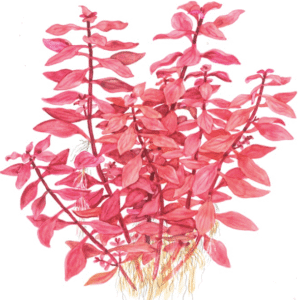 Ludwigia Palustris 'Super Red'
