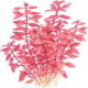 Ludwigia Palustris 'Super Red'