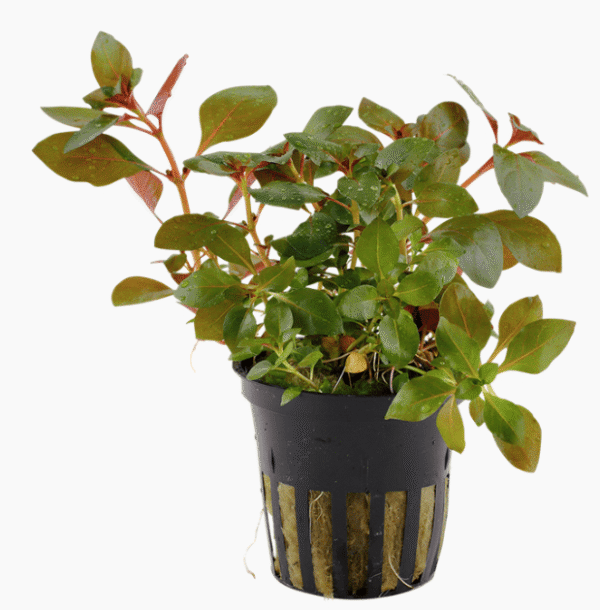 Ludwigia repens 'Rubin'