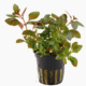 Ludwigia repens 'Rubin'