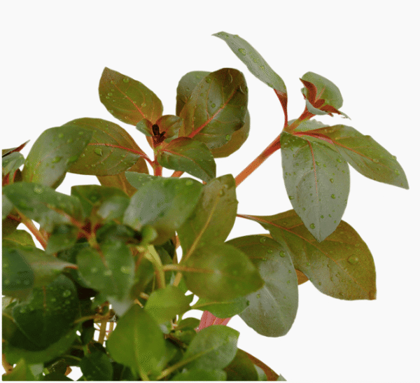 Ludwigia repens 'Rubin'