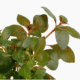 Ludwigia repens 'Rubin'