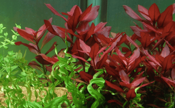 Ludwigia repens 'Rubin'