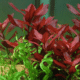 Ludwigia repens 'Rubin'