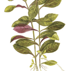 Ludwigia repens 'Rubin'
