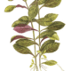 Ludwigia repens 'Rubin'