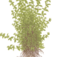 Micranthemum Glomeratum
