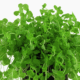Micranthemum Umbrosum