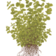 Micranthemum Umbrosum