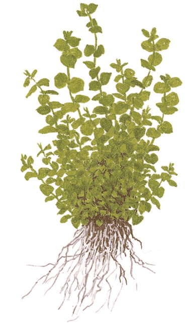 Micranthemum Umbrosum