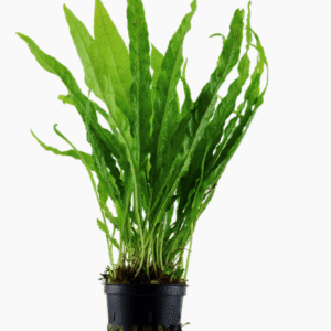Microsorum Pteropus