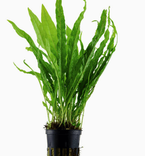 Microsorum Pteropus