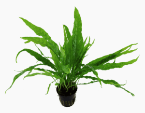 Microsorum Pteropus