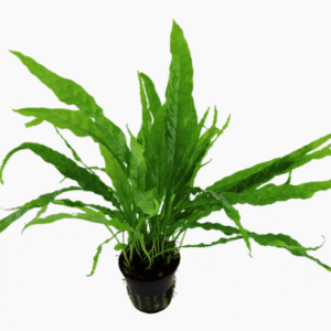 Microsorum Pteropus