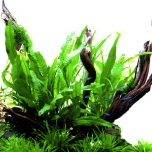 Microsorum Pteropus