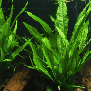 Microsorum Pteropus