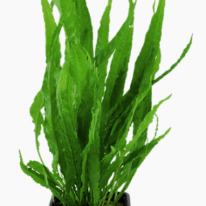Microsorum Pteropus