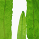 Microsorum Pteropus 'Narrow'