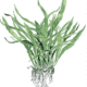 Microsorum Pteropus 'Narrow'
