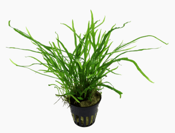 Microsorum Pteropus 'Trident'