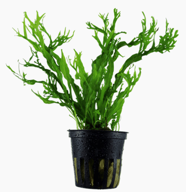 Microsorum Pteropus 'Windeløv'
