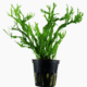 Microsorum Pteropus 'Windeløv'