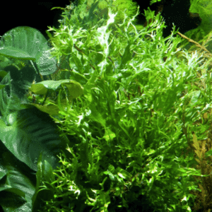 Microsorum Pteropus 'Windeløv'