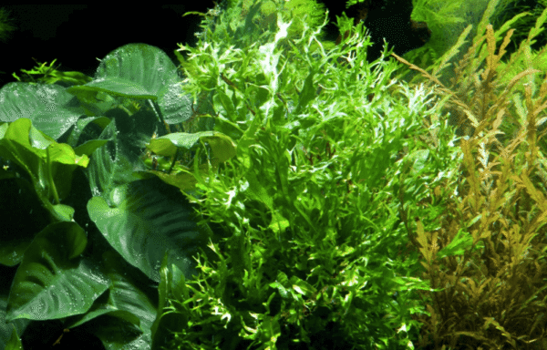 Microsorum Pteropus 'Windeløv'