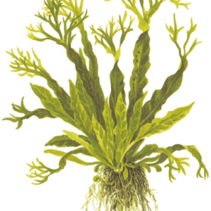 Microsorum Pteropus 'Windeløv'