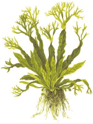 Microsorum Pteropus 'Windeløv'