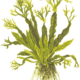 Microsorum Pteropus 'Windeløv'