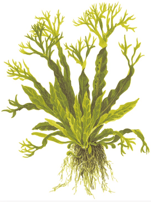 Microsorum Pteropus 'Windeløv'