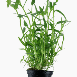 Murdannia Keisak