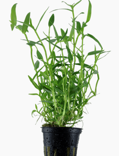 Murdannia Keisak