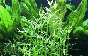 Murdannia Keisak
