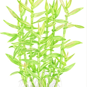 Murdannia Keisak