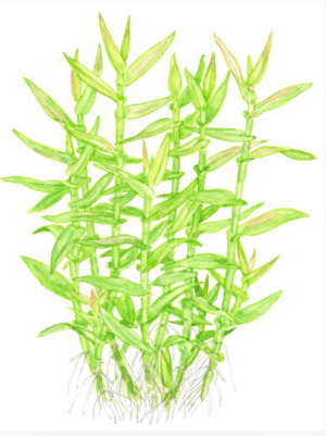 Murdannia Keisak
