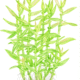 Murdannia Keisak