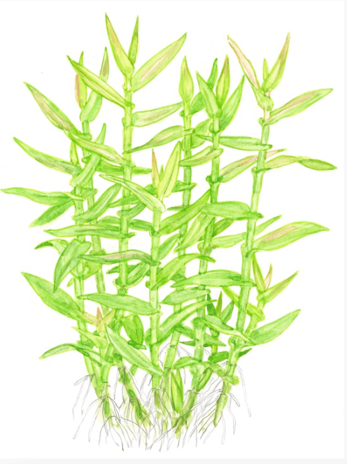 Murdannia Keisak